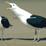 How can you determine a bird&rsquo;s sex?