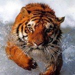 Growwwwl! Roooaaaarrr!