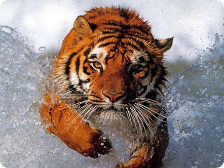 Bathing_tiger